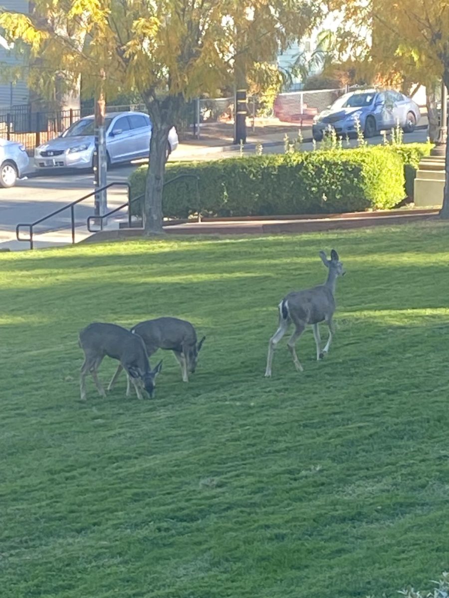 Three deer on Placers campus below the art building on November 11th, 2024